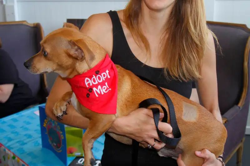 A volunteer holding a dog up for adoption at a Wynwood Art District pet adoption event, Miami, Florida, 2014.