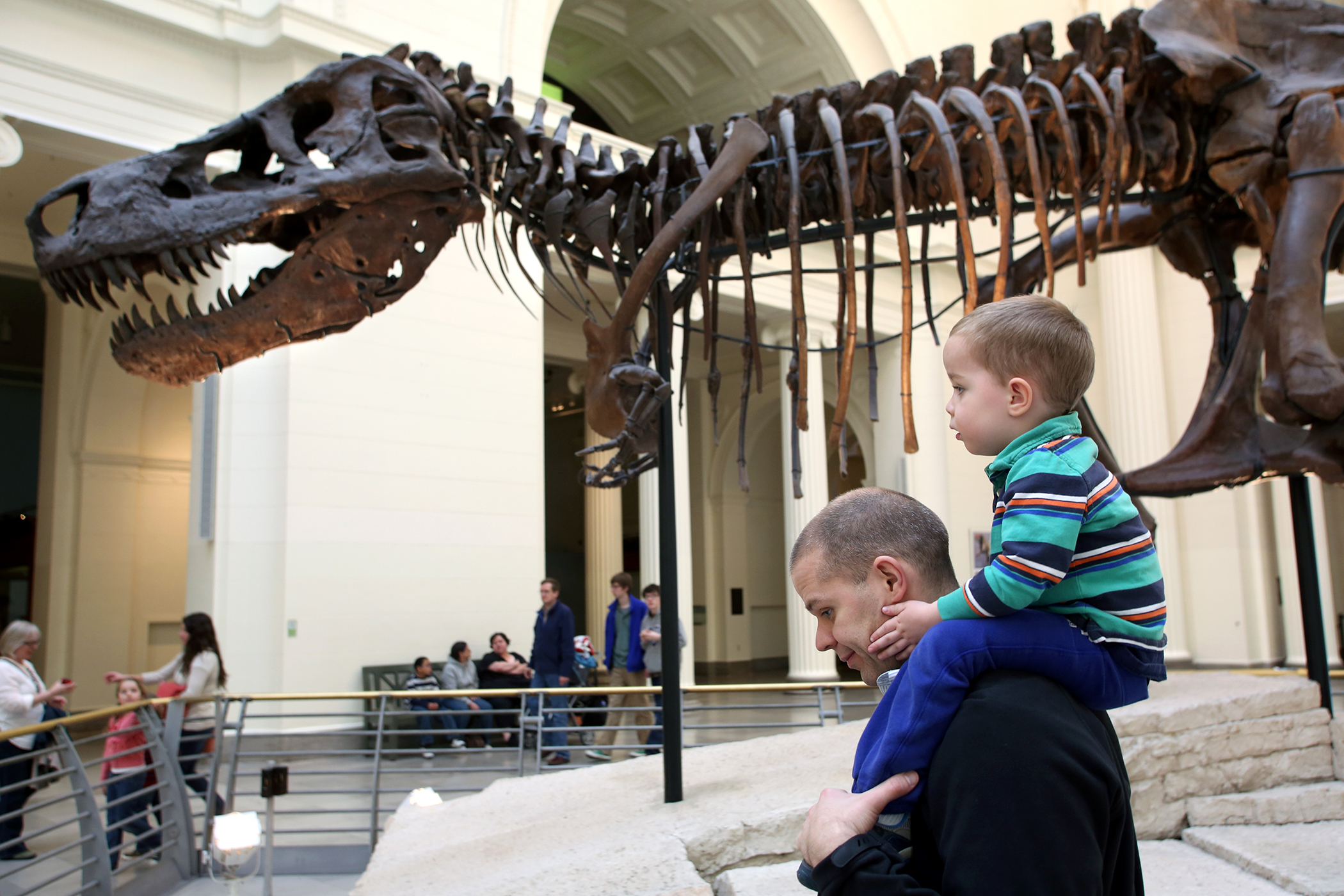Visitors to the Field Museum of Natural History in Chicago, Illinois admire Sue, one of the largest, most extensive and best-preserved Tyrannosaurus rex specimens ever found, April 1, 2014. Named after Sue Hendrickson, the paleontologist who discovered the fossil in 1990, it was acquired at auction by the Field Museum in 1997 for $8.36 million, the highest amount ever paid for a dinosaur fossil.