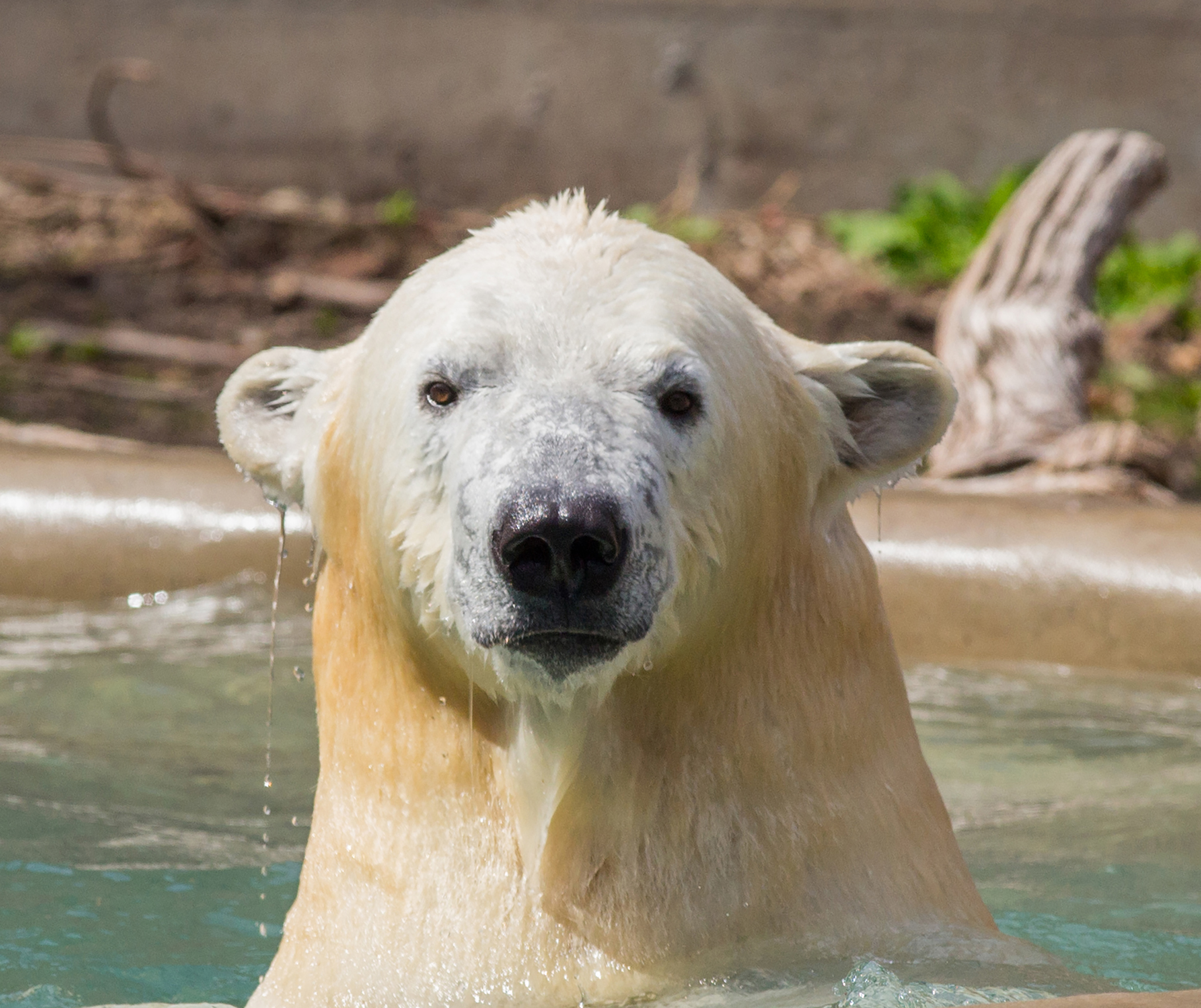 The 850-Pound Polar Bear  Kali” was transported from Rochester, New York to the Saint Louis Zoo on May 5, as a donation by FedEx.