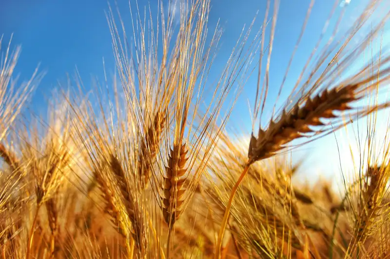 Field of wheat