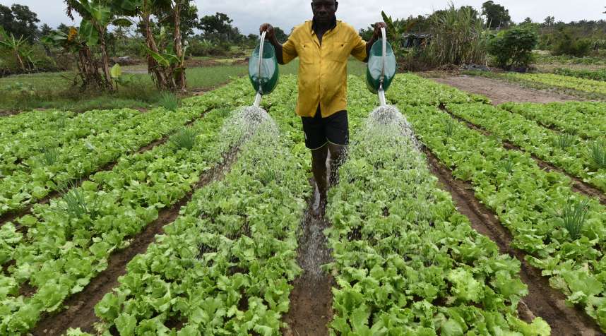 A local man waters his lettuces in an allotment in Port-Bouet, a district of Abidjan.
