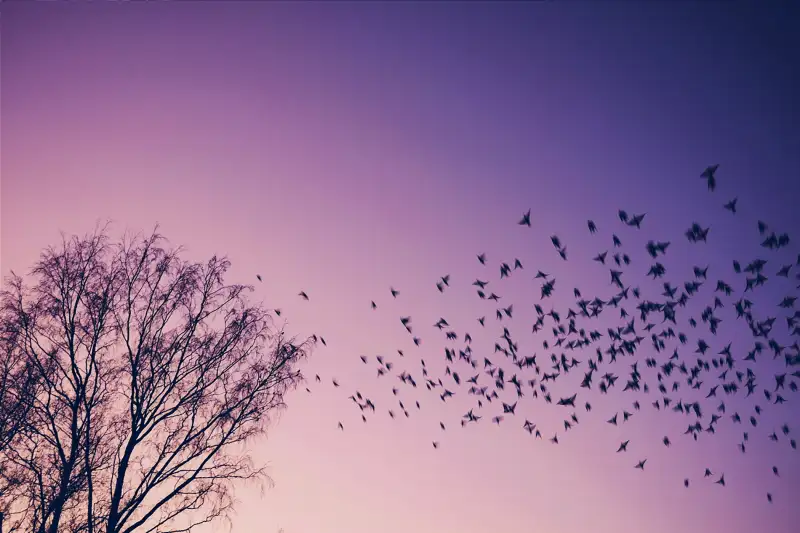 FLock of birds in flight