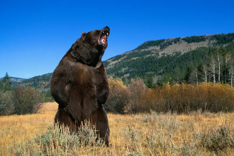 Angry bear
