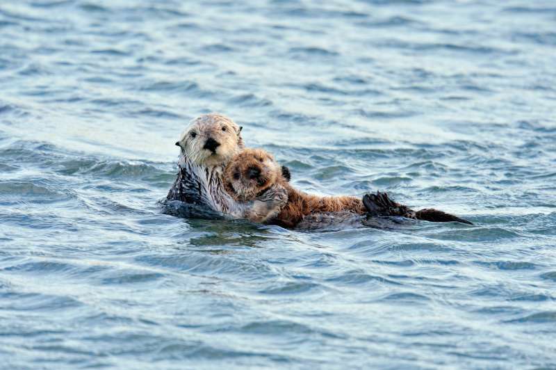 A sea otter family out for a Morro Bay swim