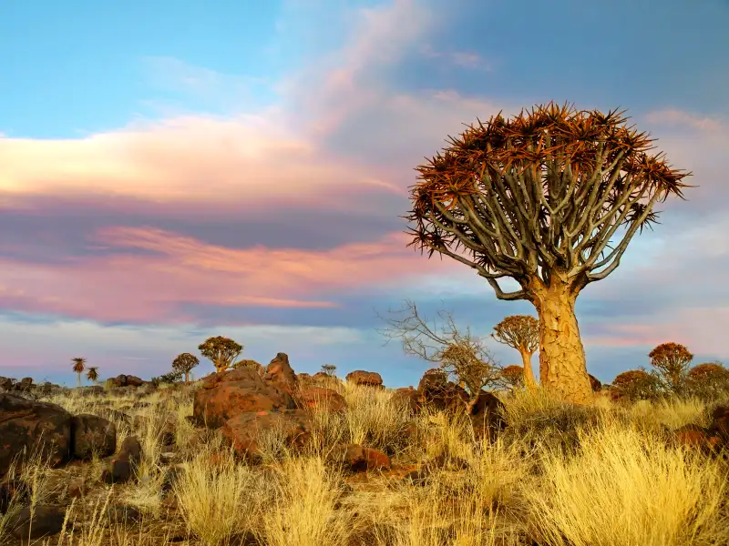 The Kalahari desert’s quiver tree forest in Nambia.