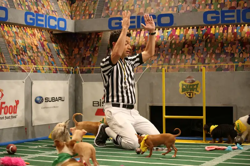 Forget the Super Bowl: Here's How to Stream the Puppy Bowl From