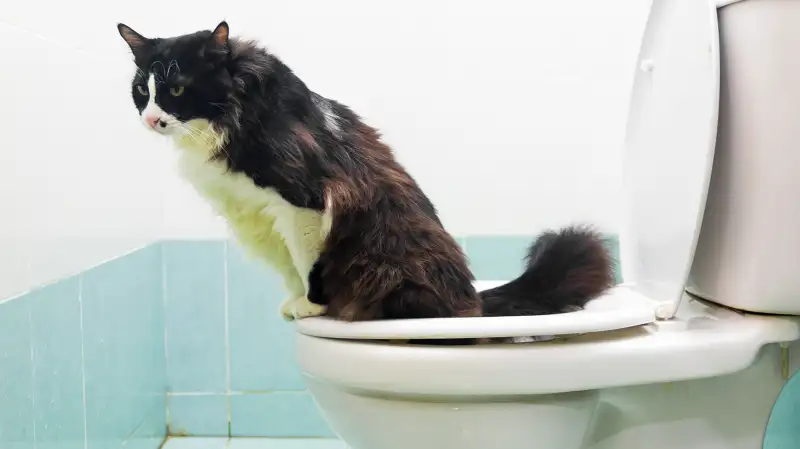 cat using the toilet