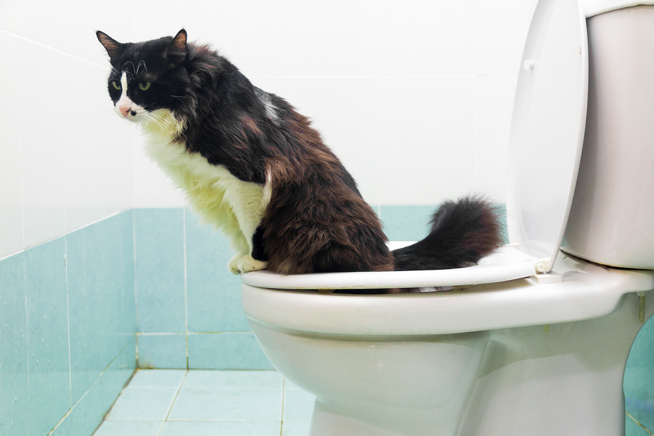 cat using the toilet