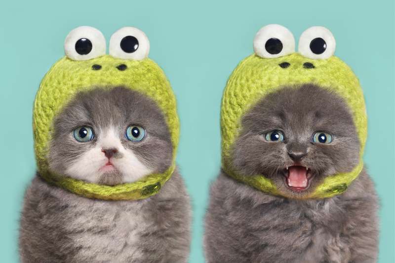 cats in frog hats