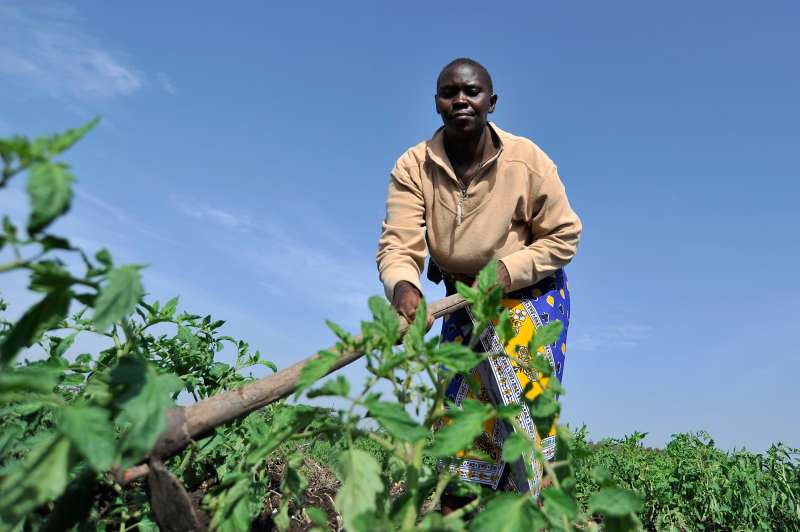 Josephine Mbinya, a farmer, hoes the soil in her tomato field at her farm in Joska, Kenya, on Thursday, Jan. 28, 2016. Even with increased access to fertilizer and irrigation, there are limits to what small farmers will be able to grow and African countries will need to lure more foreign investment to ramp up mechanized food production, according to Ernst Janovsky, the head of agribusiness at Barclays Africa, a unit of Barclays Plc.