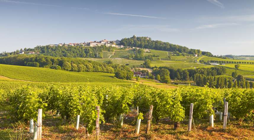The vineyards of Sancerre in the Loire Valley, France