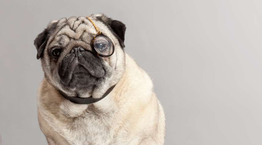 Monocle for Dogs, from Warby Barker