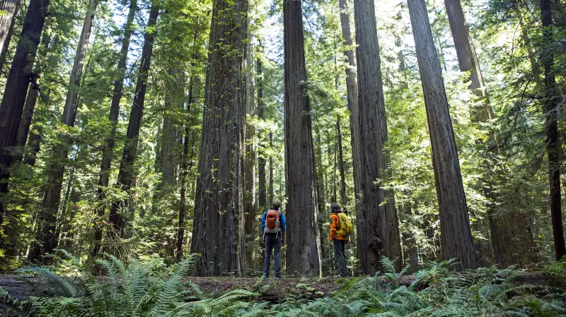 Hiking through the Redwoods, California