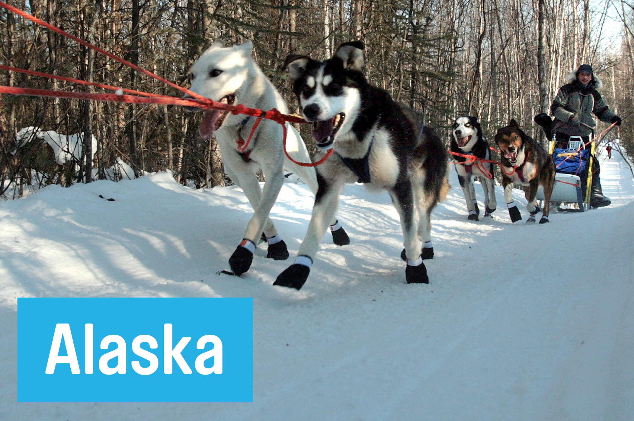 Go ahead and yell "Mush! Mush!" at the <a href="http://iditarod.com/resources/about/headquarters/" target="_blank">Iditarod Trail Sled Dog Race Headquarters</a>, in Wasilla. Just remember that the dogs you'll meet there are officially retired from racing.