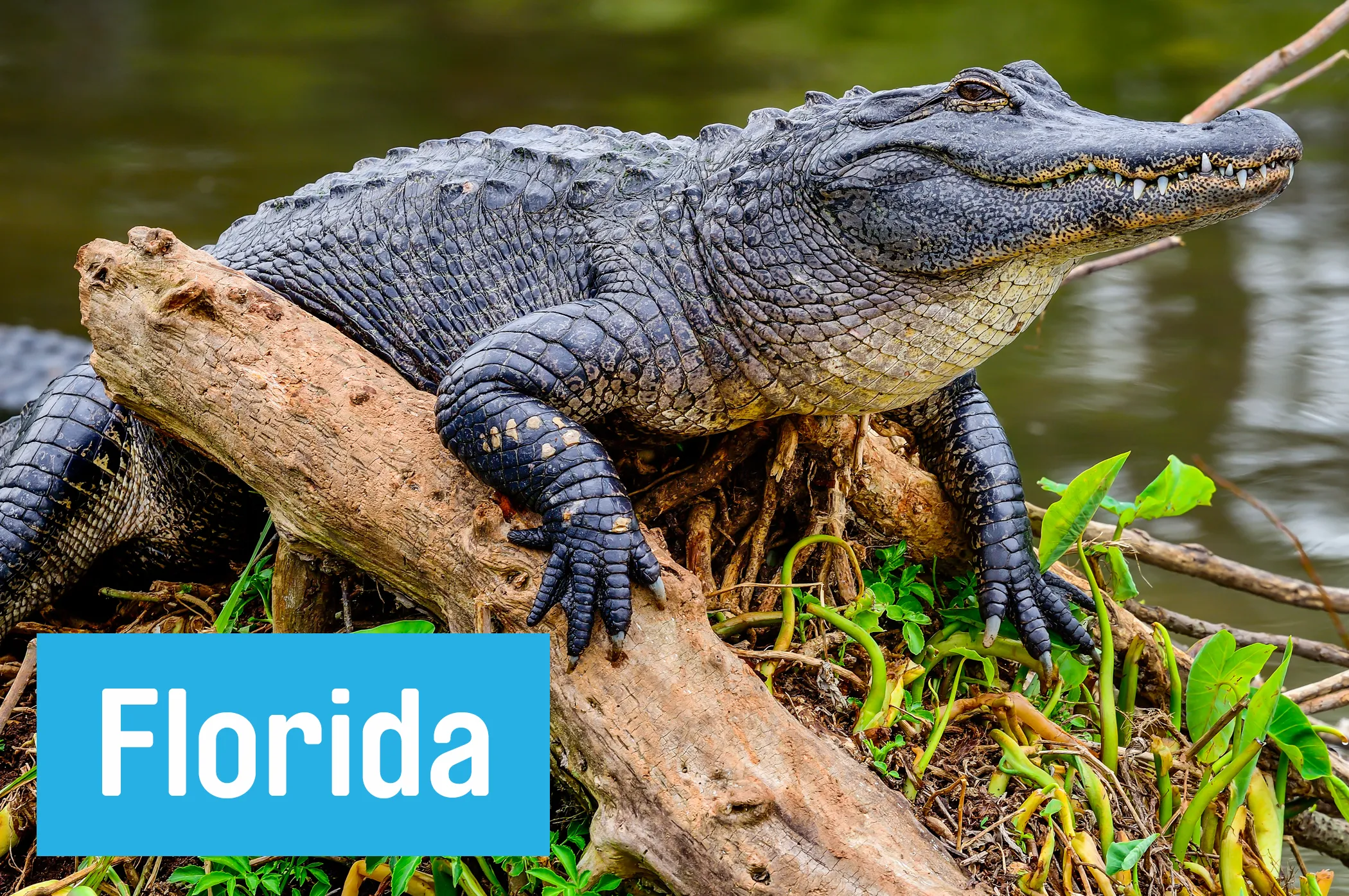 You'll want to keep your arms inside your vehicle at all times on the 27-mile <a href="//www.nps.gov/bicy/planyourvisit/scenic-drives.htm#_=_&quot;" target="&quot;_blank”"> Big Cypress National Preserve </a> loop road. The swampy, tree-lined drive is thick with gators and their hungry reptilian friends.