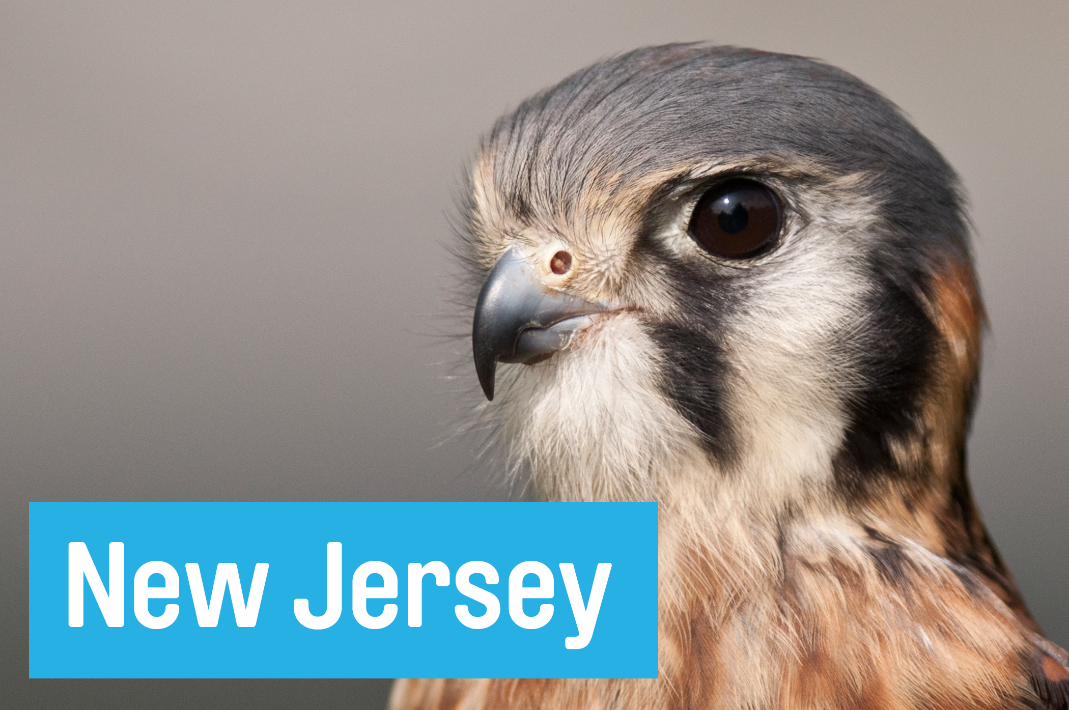 Take a detour off the turnpike and say hello to the resident barred owl, peregrine falcon, and eastern screech owl at <a href="//theraptortrust.org/&quot;" target="_blank"> New Jersey Raptor Trust</a>, a hospital for birds of prey. In Millington, about 30 miles off exit 12.