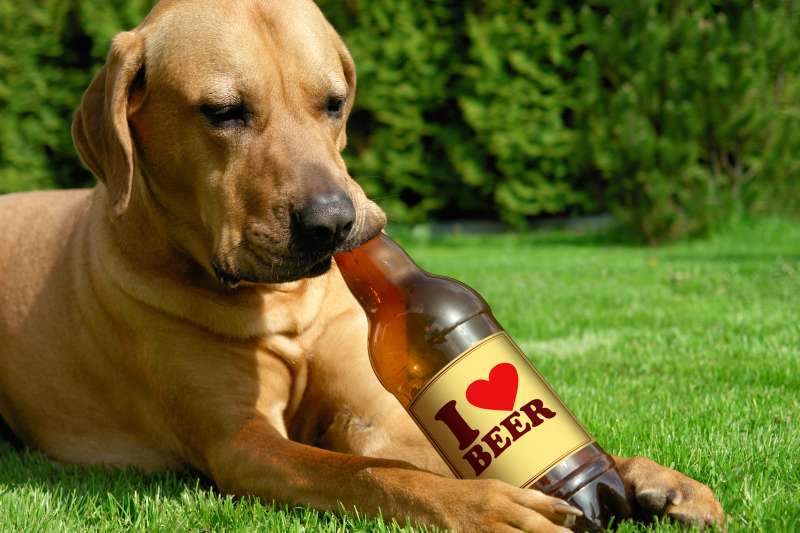 Dog drinking beer