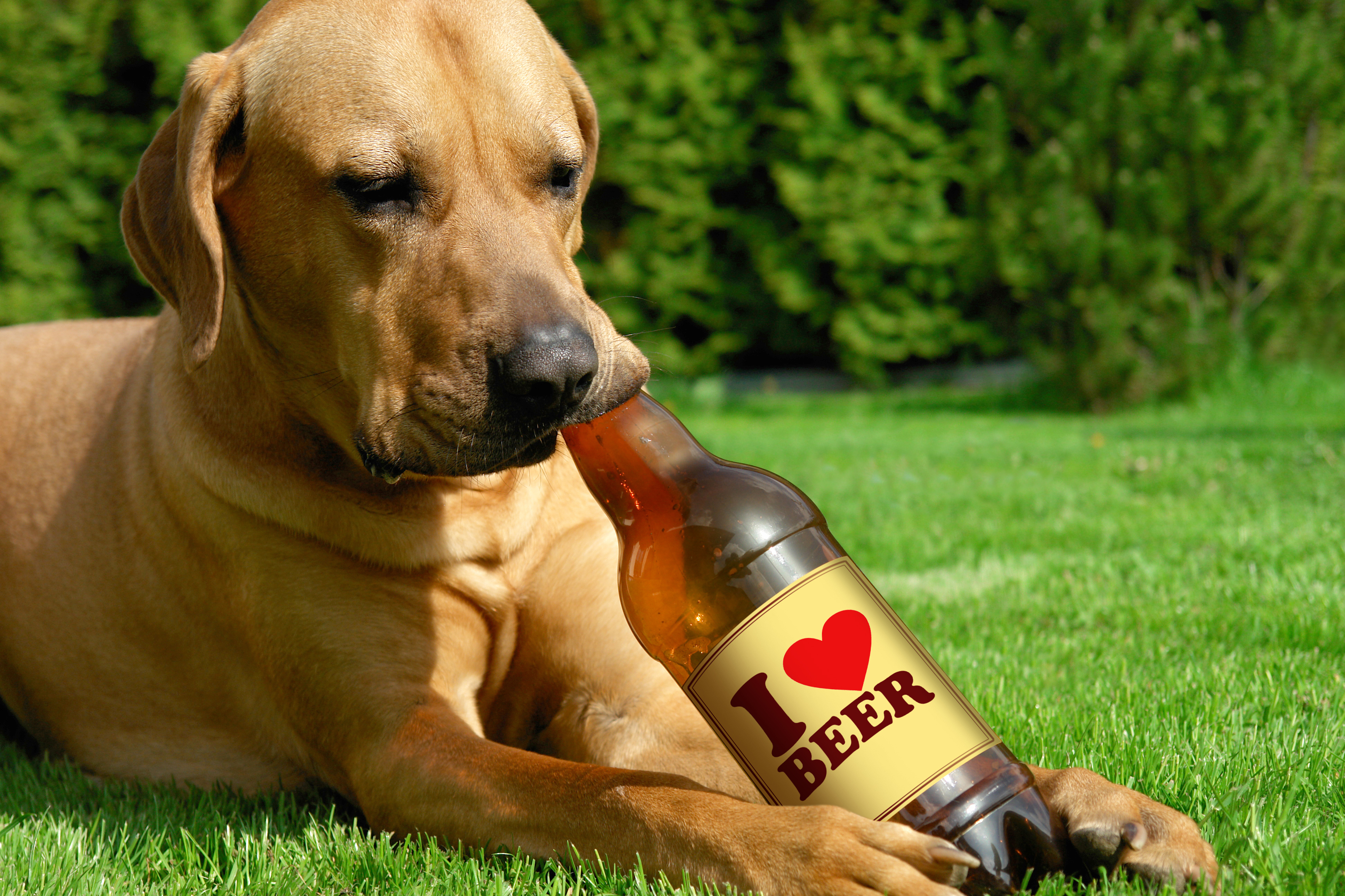 Now You Can Buy Your Dog a Craft Beer (Soft Of)