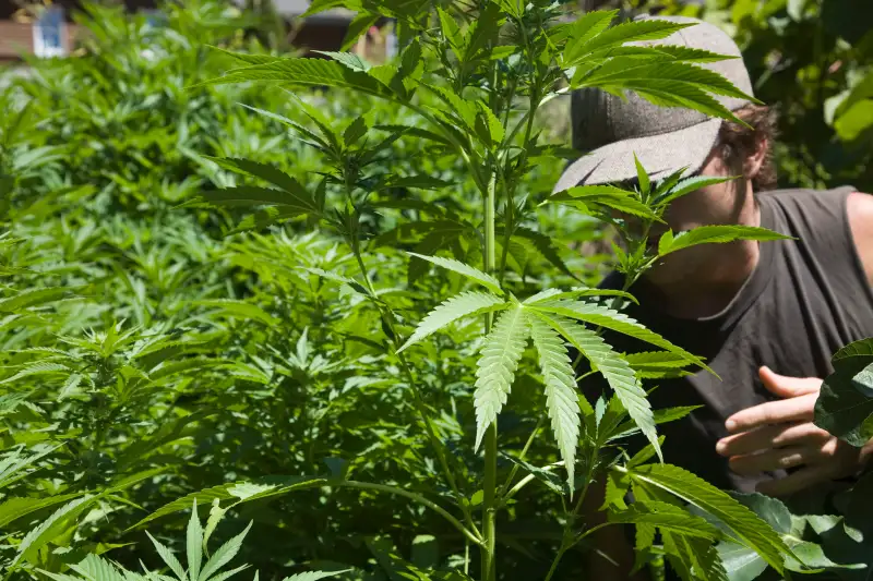 Man in cannabis field