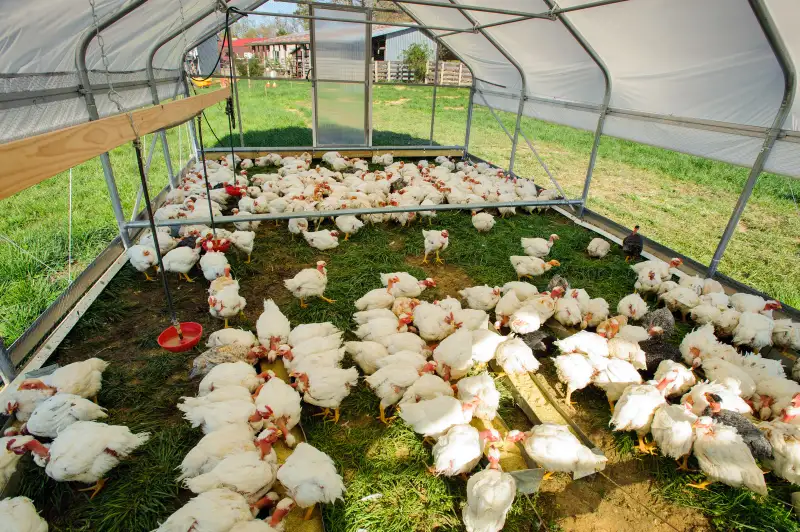 Heifer International Gates