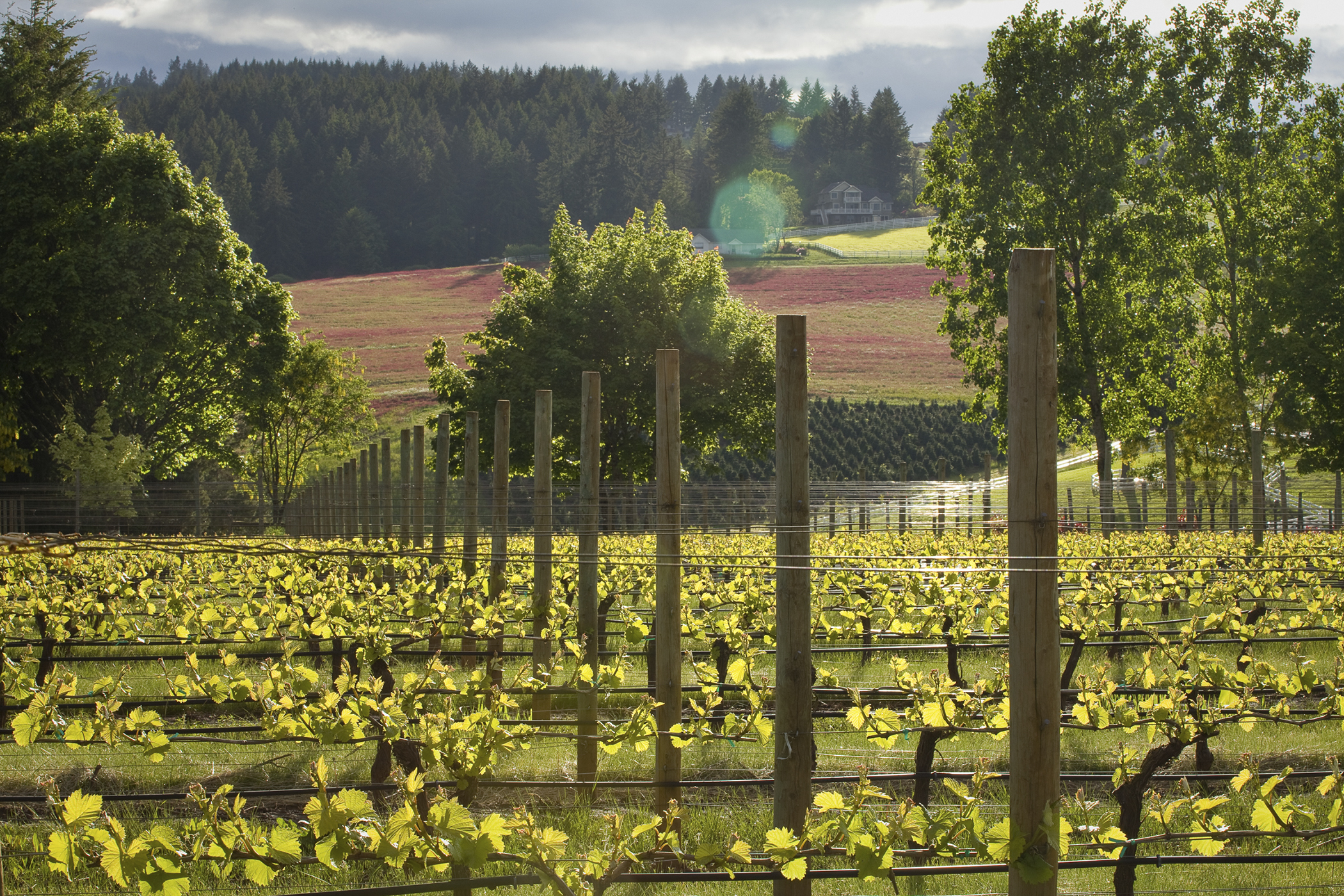 Six Great Wine Trips That Are Cheaper Than Napa Valley
