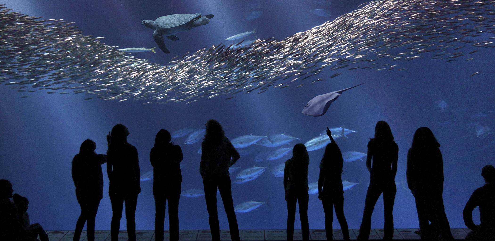 Visitors view the newly renovated Open Sea exhibit, Monterey Bay Aquarium