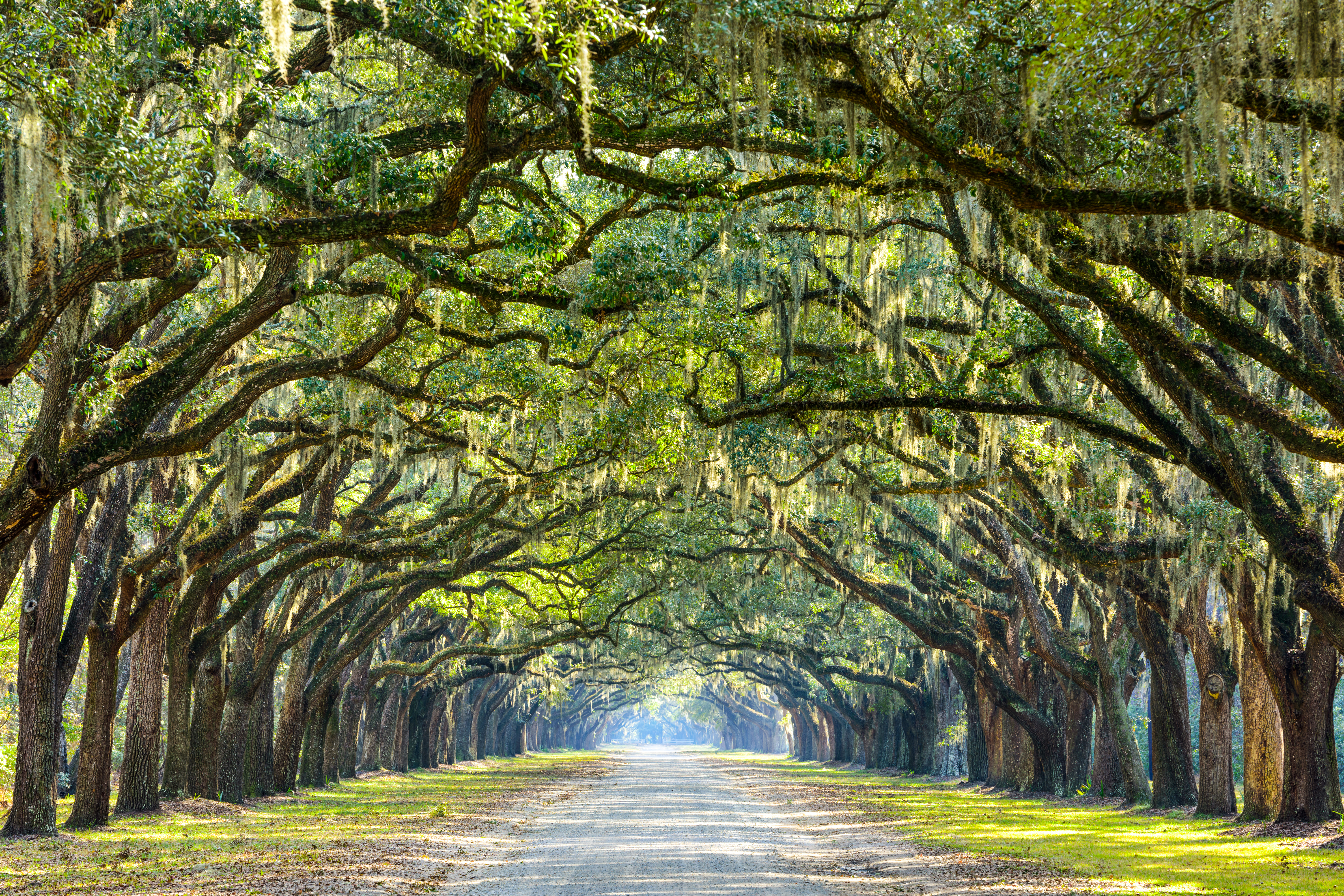 Oak tree–lined road at historic Wormsloe Plantation, Savannah, Georgia