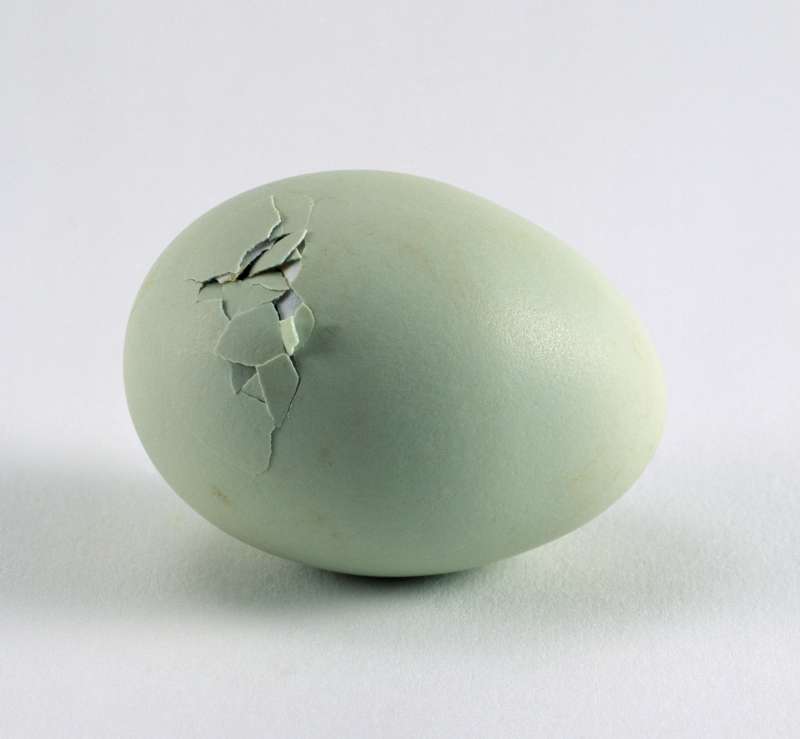 Araucana egg showing cracks, close-up