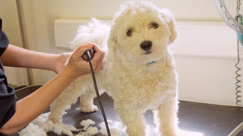 Dog groomers are among the top 3 professions reporting underemployment.