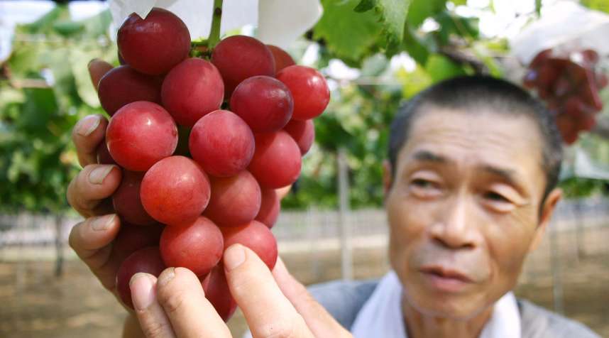 This picture taken on August 11, 2008 shows a cluster of  Ruby Roman  grapes.