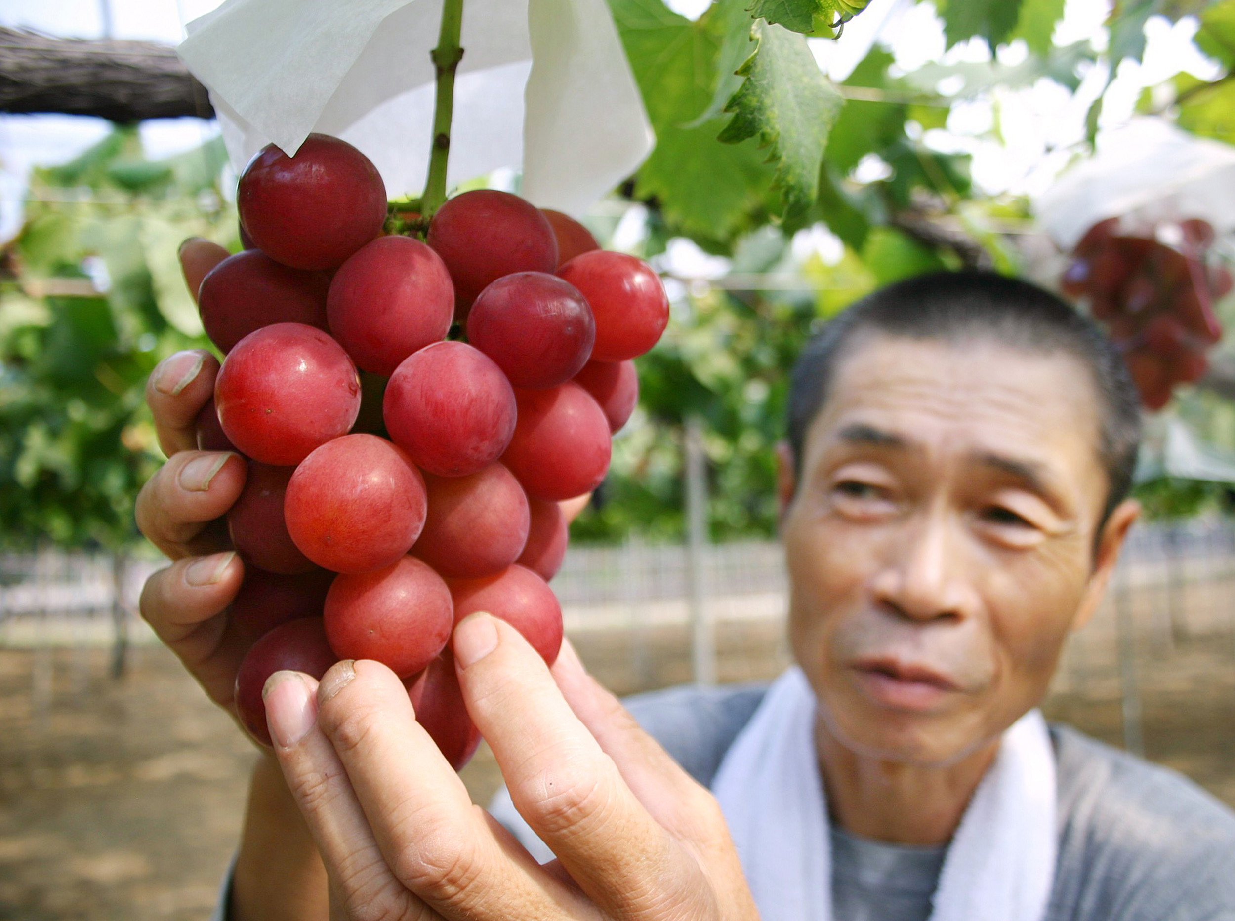 A Bunch of Grapes Sold for $11,000 in Japan