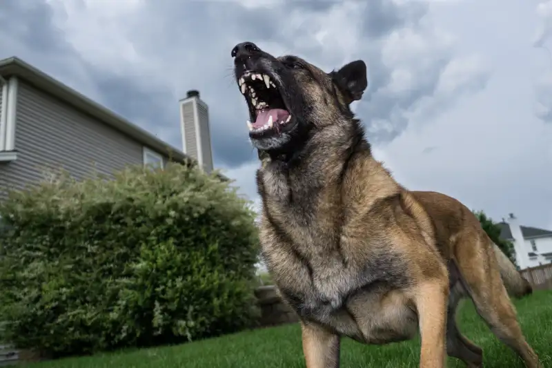 Low Angle View Of German Shepherd Barking In Yard Against Sky