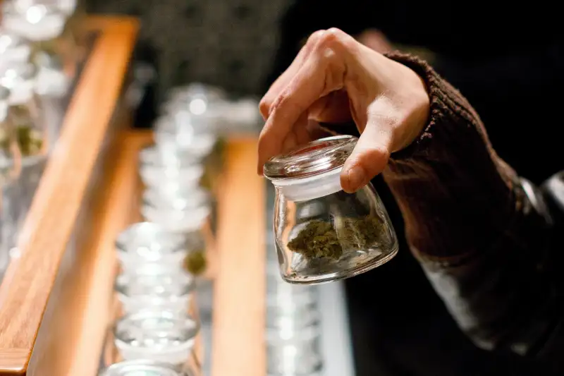 A customer holds a sample bud of marijuana at Amazon Organics, a pot dispensary in Eugene, Ore., Oct. 1, 2015.