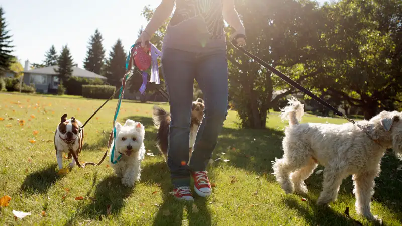 dog walker