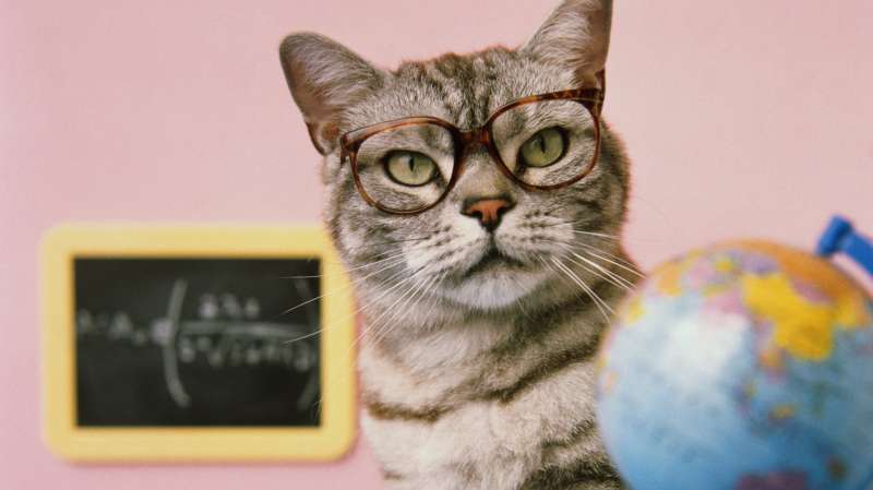 cat and glasses and globe