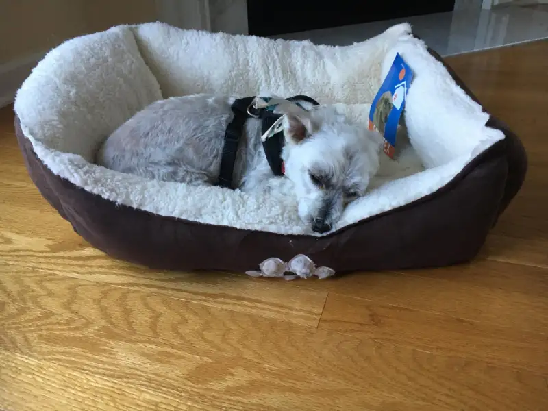 My 11-year-old Maltese, Danny, who has benefited from the increase in pet healthcare spending.