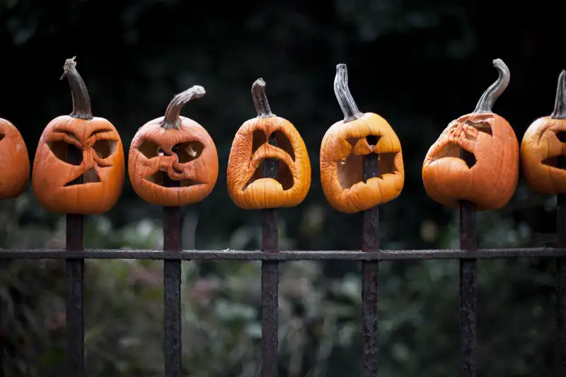 Row of carved pumpkins impaled on fence