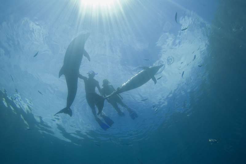 Micronesia, Palau, couple snorkelling with bottlenose dolphin (Tursiops truncatus)