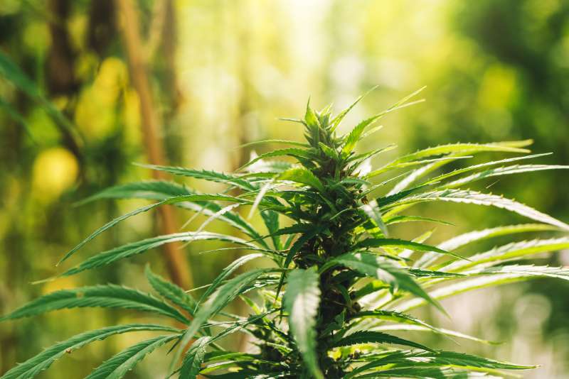 Cultivated industrial marijuana hemp in field