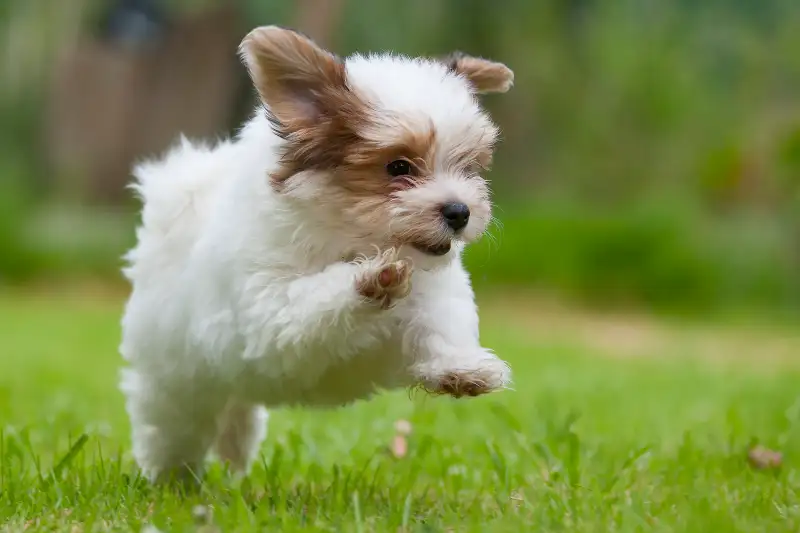 Another Happy  8.5 weeks Havanese puppy!