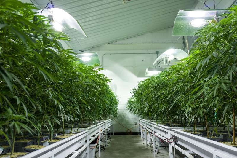 Cannabis plants.