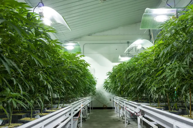 JOHNSTOWN, NY - AUGUST 19: Cannabis plants grow in the 'vegetation room' at Vireo Health's medical marijuana cultivation facility.