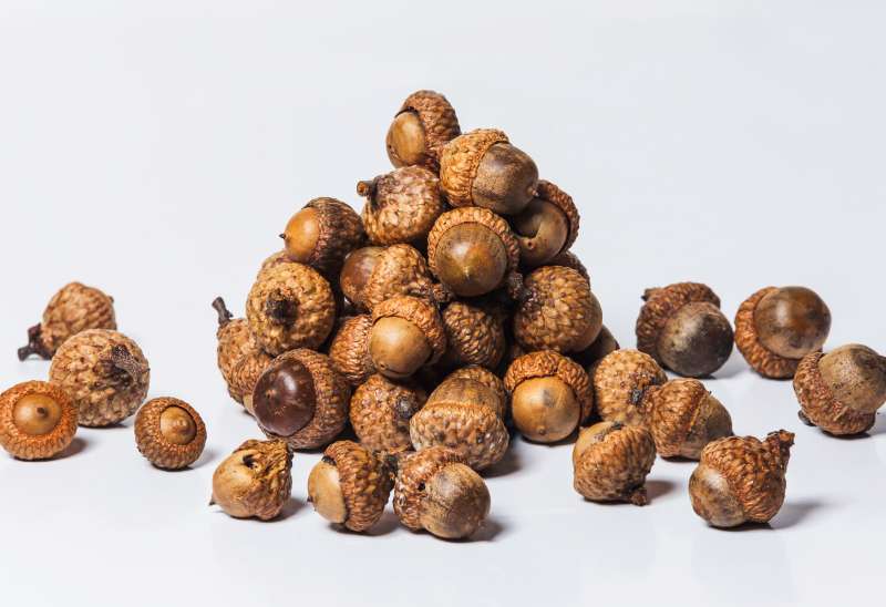 A pile of acorns on a white background