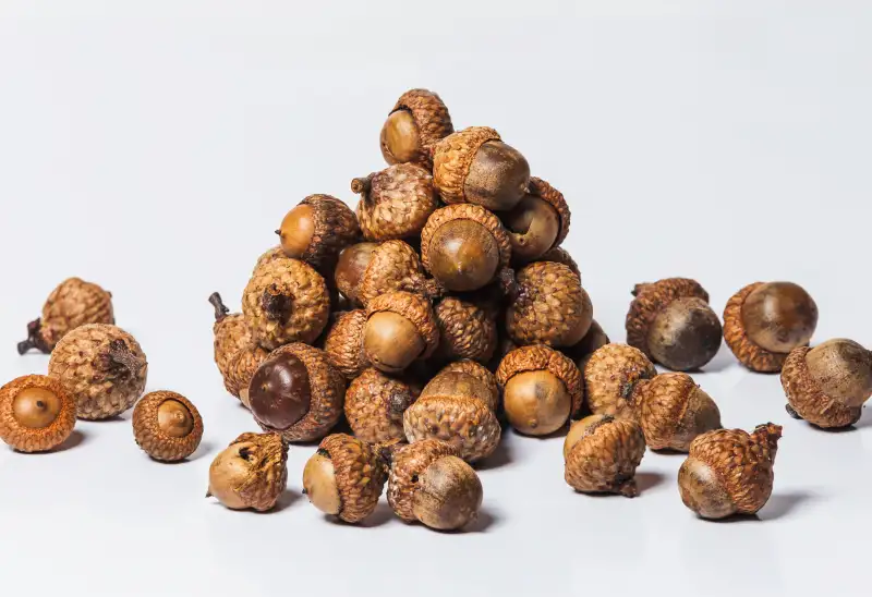 A pile of acorns on a white background