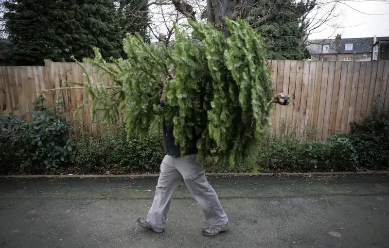 Christmas trees are discarded in Prioty