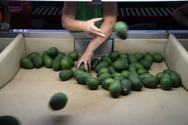 Operations At An Avocado Farm &amp; Packaging Facility Amid Shortages