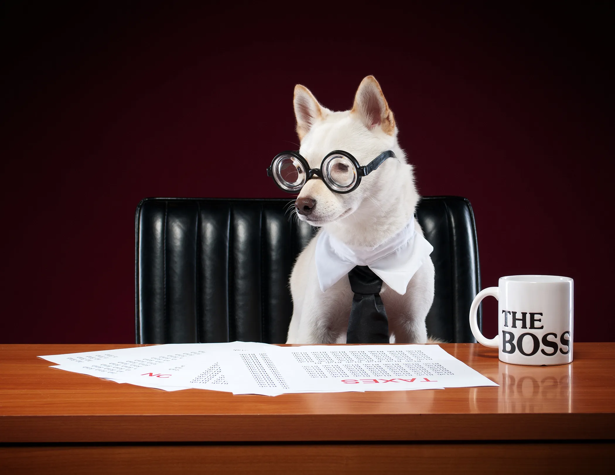 Smart dog in glasses, sits with a book in a chair. Stock Photo