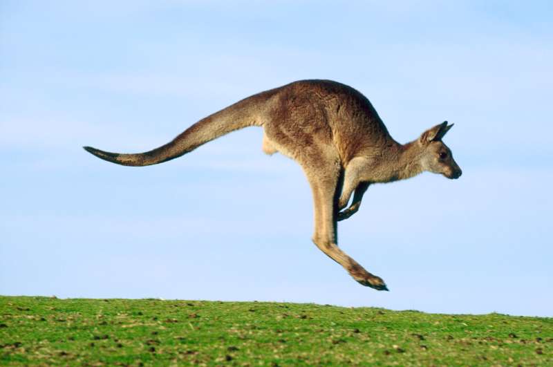 hopping kangaroo