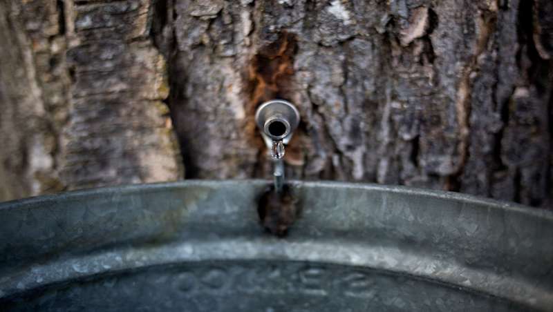Maple sap collecting in Newfield for syrup