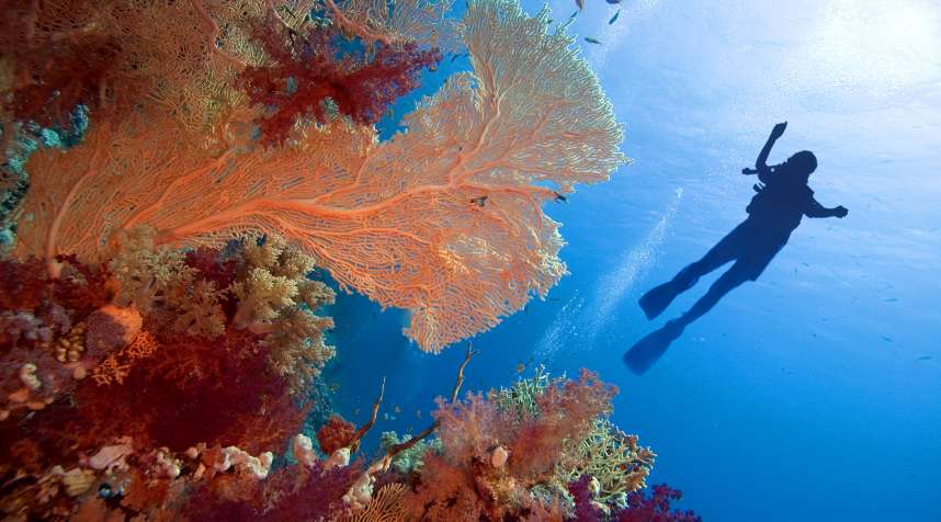 Diver in Red sea, Sharm el Sheikh Egypt